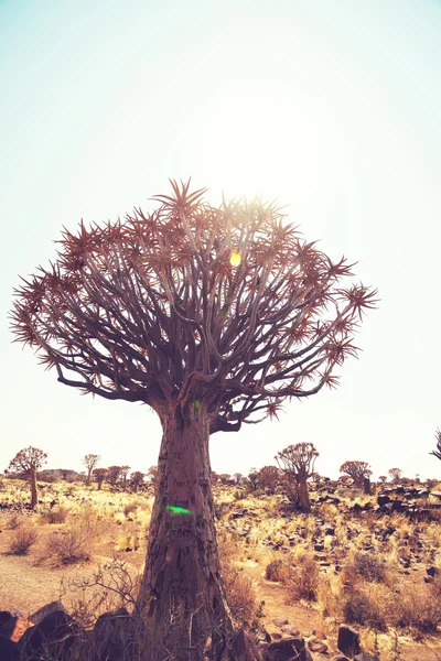 在沙漠的箭袋树 — 图库照片