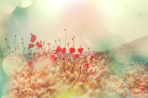 Wild red poppies — Stock Photo, Image