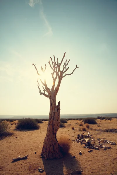 Árvore quiver no deserto — Fotografia de Stock