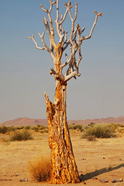 Φαρέτρα δέντρο στην έρημο — Φωτογραφία Αρχείου