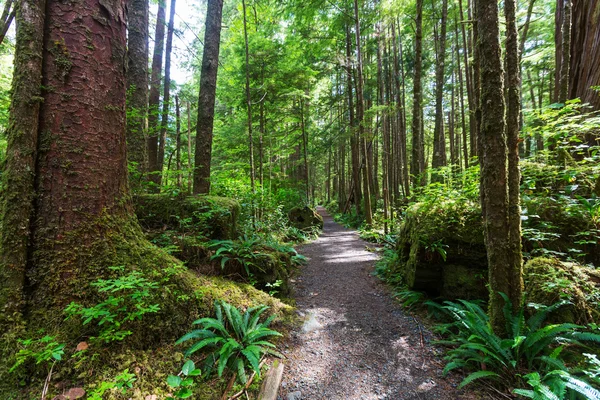 Floresta tropical na ilha de Vancouver — Fotografia de Stock