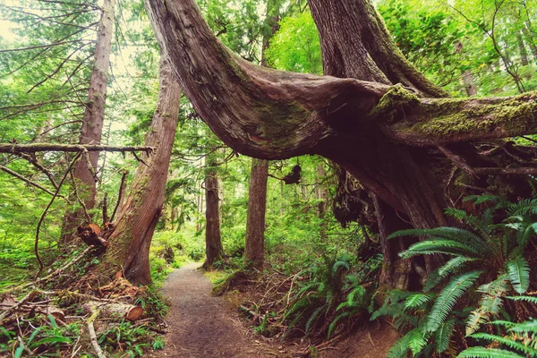 Las deszczowy w Vancouver island — Zdjęcie stockowe