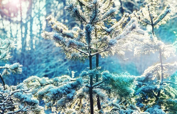 Floresta coberta de neve — Fotografia de Stock