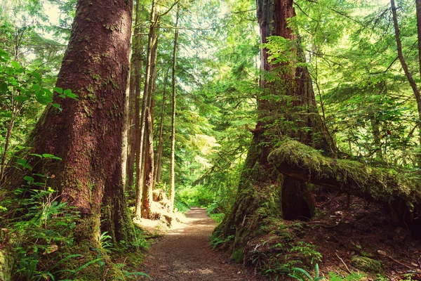 ᐈ Clima templado imágenes de stock, fotos climas templados | descargar