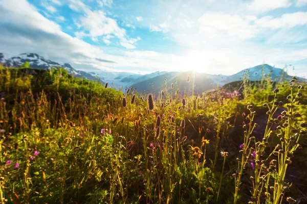 Mountains meadow in sunny day — Stock Photo, Image