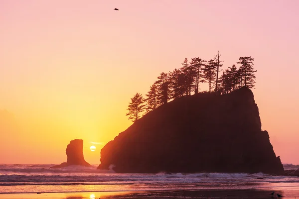 Olympic coast in USA — Stock Photo, Image