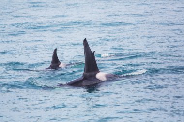 Killer Whales in Alaska clipart