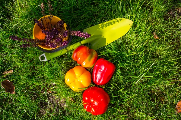 Attrezzo da giardino e peperoni — Foto Stock