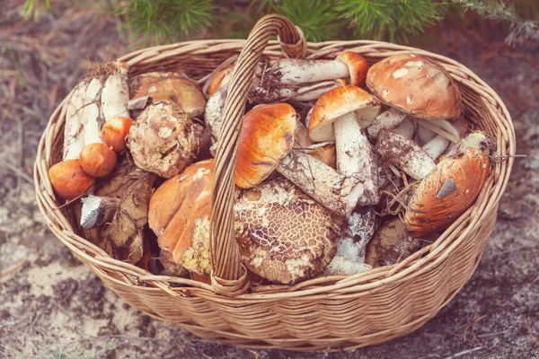 蘑菇在柳条 bascket — 图库照片