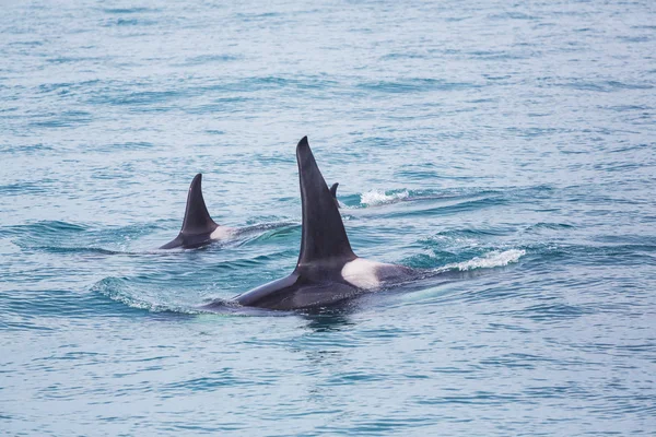 Killer Whales in Alaska — Stock Photo, Image