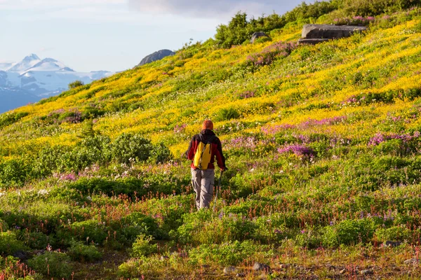 Hombre de senderismo en montaña canadiense — Foto de Stock