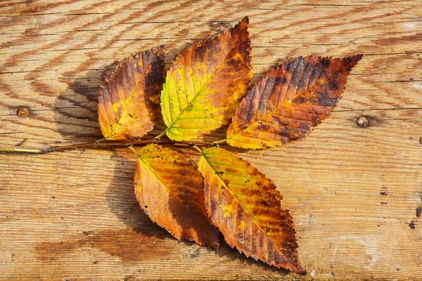 Folhas amarelas coloridas — Fotografia de Stock