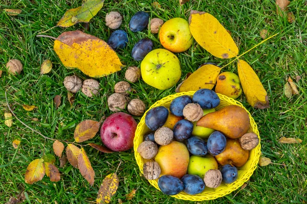 秋季水果和核桃 — 图库照片