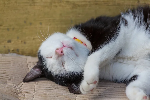 Cute cat sleeping — Stock Photo, Image