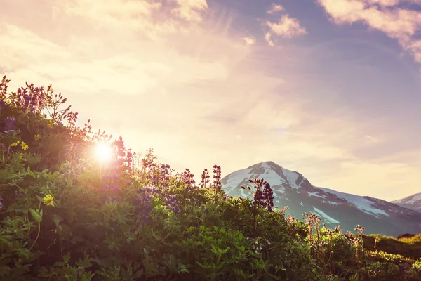 Bergen in Canada in de zomer — Stockfoto