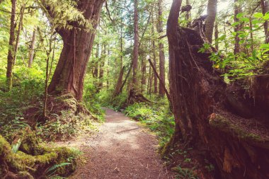 Yağmur ormanlarında Vancouver Adası
