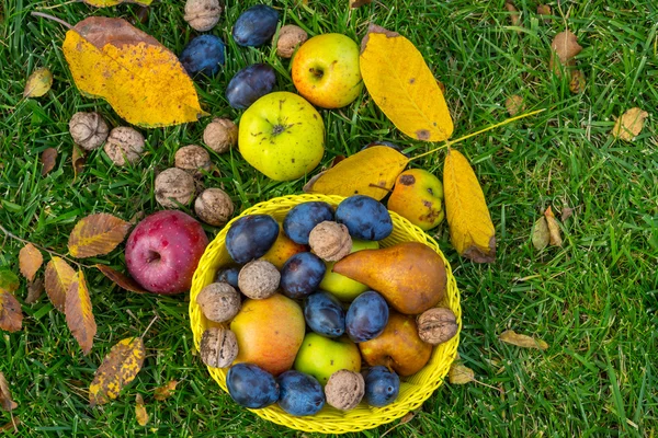 秋季水果和核桃 — 图库照片