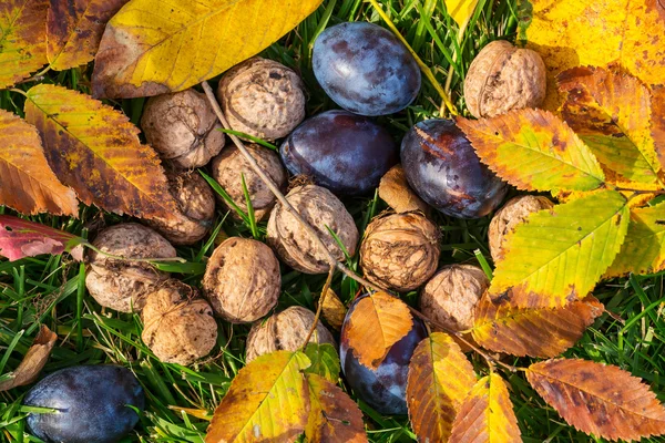 秋のフルーツとクルミ — ストック写真