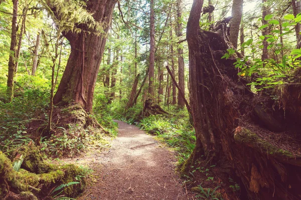Rain forest in Vancouver island — Stock Photo, Image