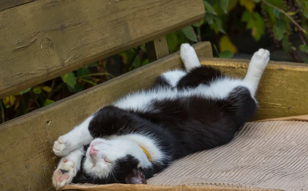 Schattig kat slapen — Stockfoto