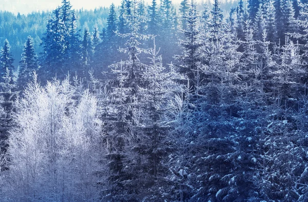 Лес в зимний сезон. — стоковое фото
