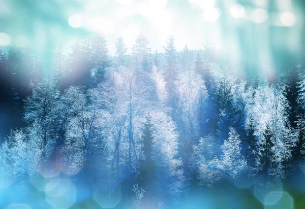 Skog under vintersäsongen. — Stockfoto