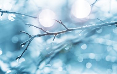 donmuş ağaç dalı 