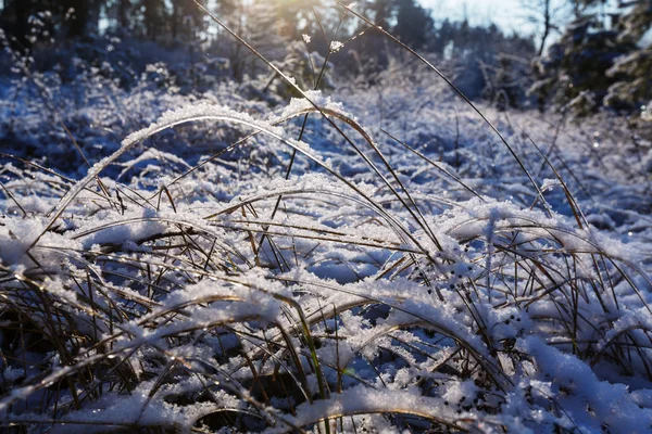 Bevroren gras close-up — Stockfoto