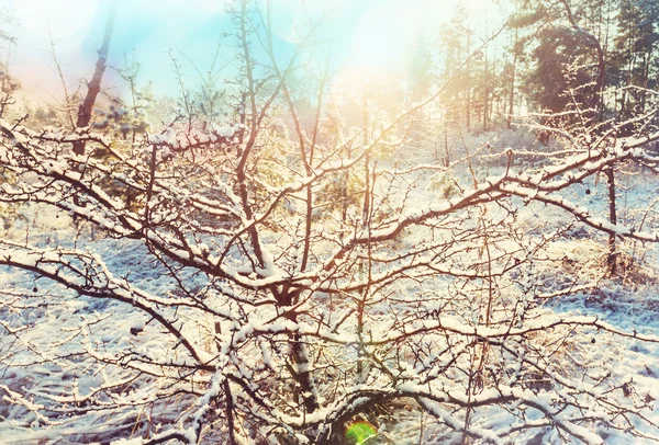 Frusna trädgrenar — Stockfoto