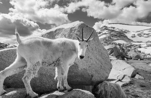 Chèvre de montagne sauvage — Photo