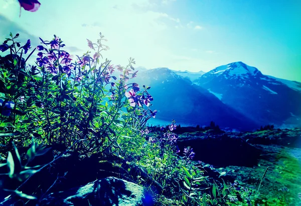 Dağ çayır yakın çekim — Stok fotoğraf