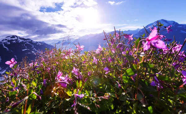 Mountains meadow close up — ストック写真