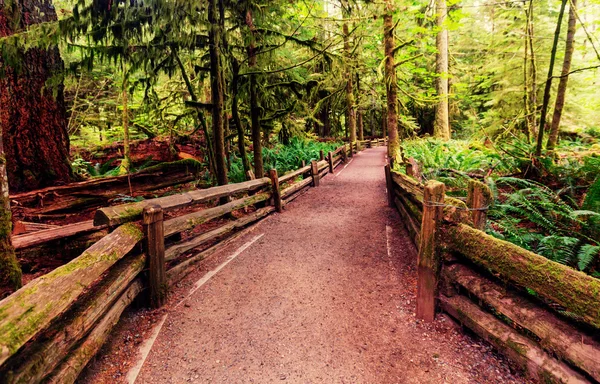 Rain forest in Vancouver — Stock Photo, Image