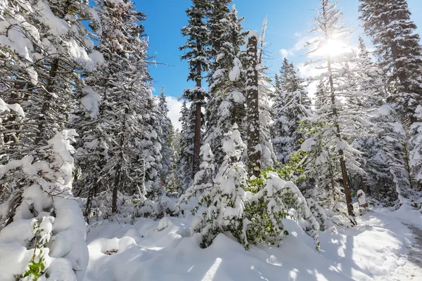 Bosque de invierno escénico — Foto de Stock