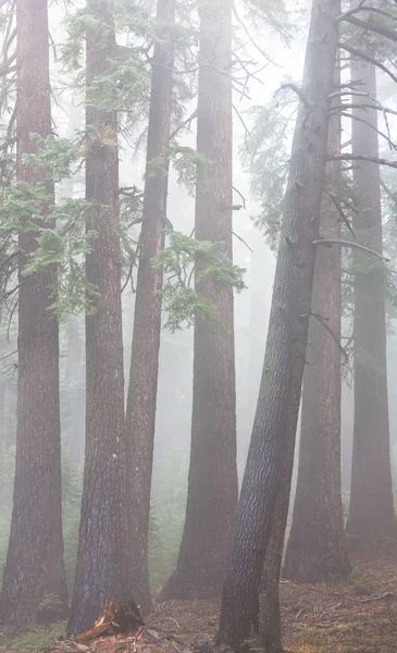 Foresta magica nebbiosa — Foto Stock