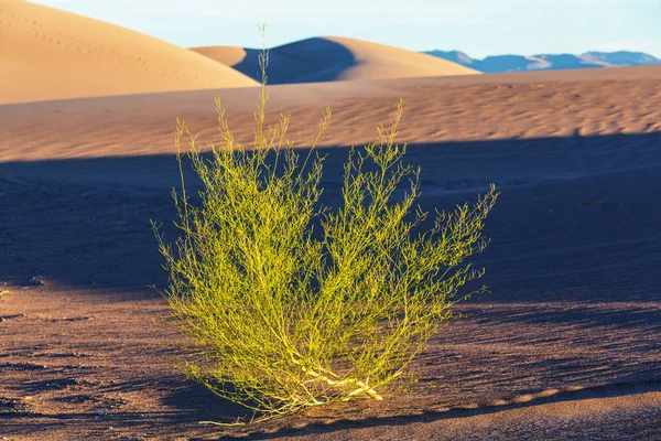 Dune di sabbia nel deserto — Foto Stock