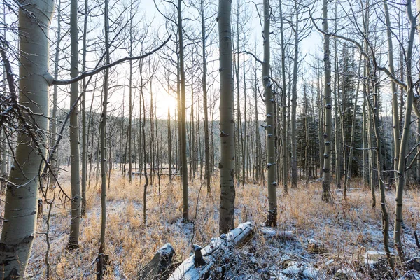 Natursköna vintern skog — Stockfoto