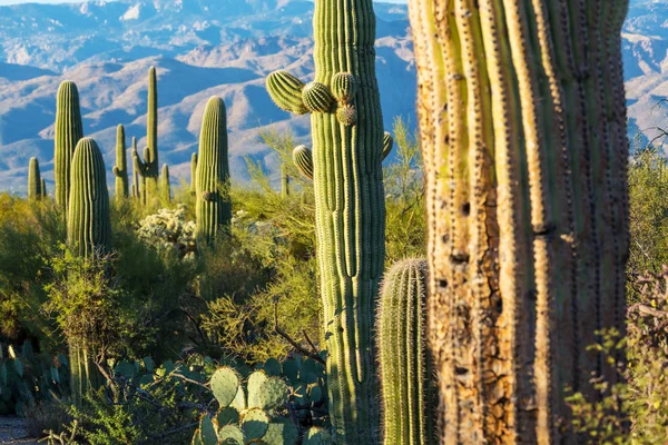 In het Nationaal Park Saguaro cactussen — Stockfoto