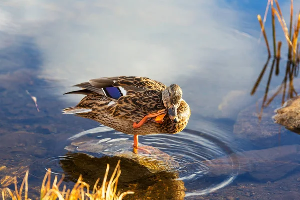 Göl kenarında yeşilbaş ördek — Stok fotoğraf