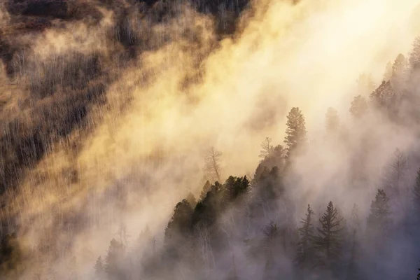 Туман в лесу — стоковое фото