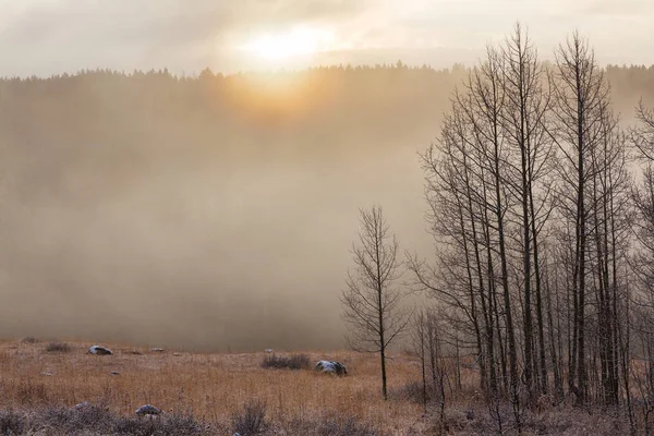 Nebel im Wald — Stockfoto