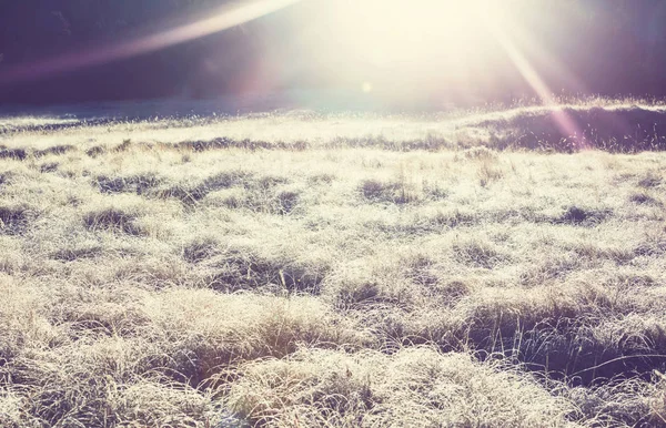 Close-up shot of the frozen grass — Stock Photo, Image