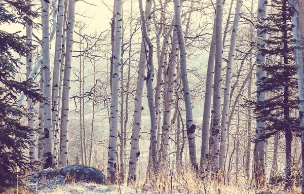 Landschaftlich reizvoller schneebedeckter Wald — Stockfoto