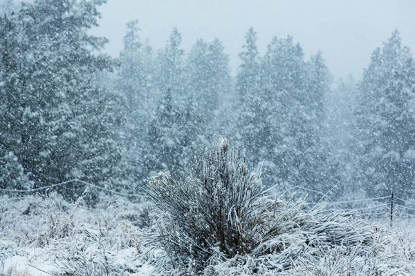 Bosque cubierto de nieve escénico —  Fotos de Stock
