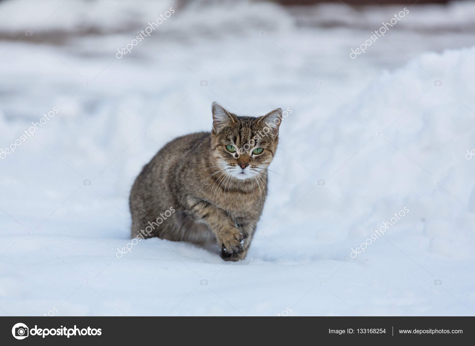 Bello Gatto Nella Neve Foto Stock Kamchatka 133168254