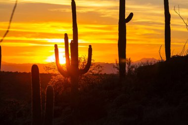 Saguaro Ulusal Parkı
