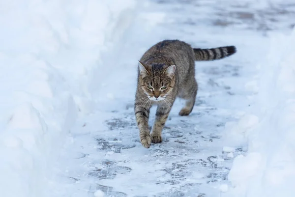 Gato bonito na neve — Fotografia de Stock