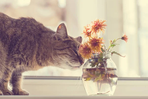 Кішка пахнуть квіти — стокове фото