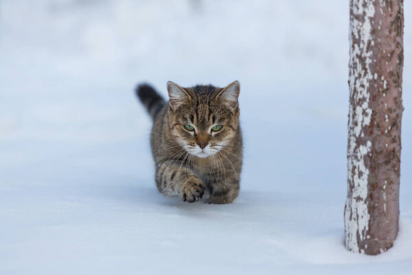 красивая кошка в снегу
 