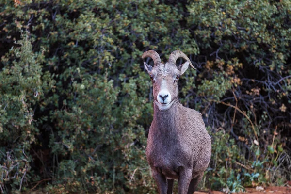 Wilde Bergziege — Stockfoto